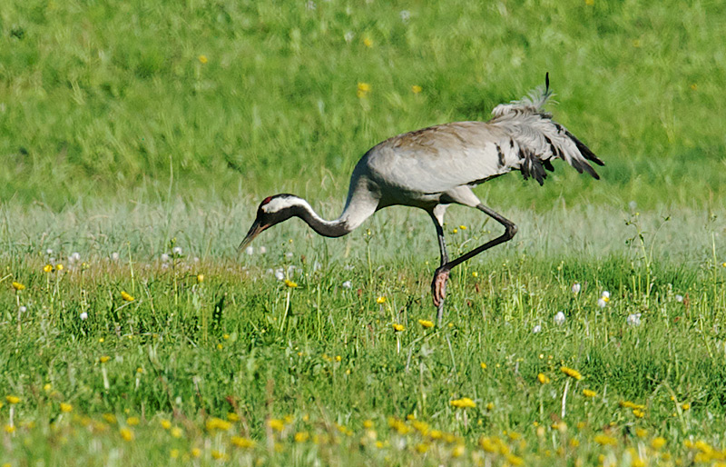 Trane - Common Crane (Grus grus) .jpg